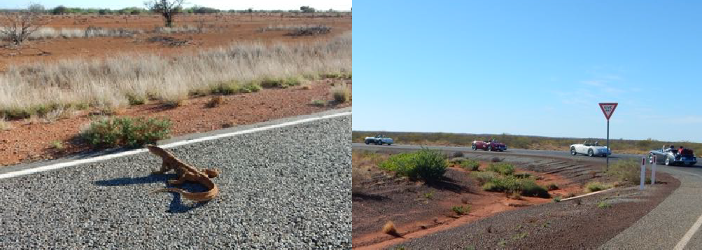 A perentie goanna on the road. Healeys turning left onto NW Coastal Highway from Burkett Rd.