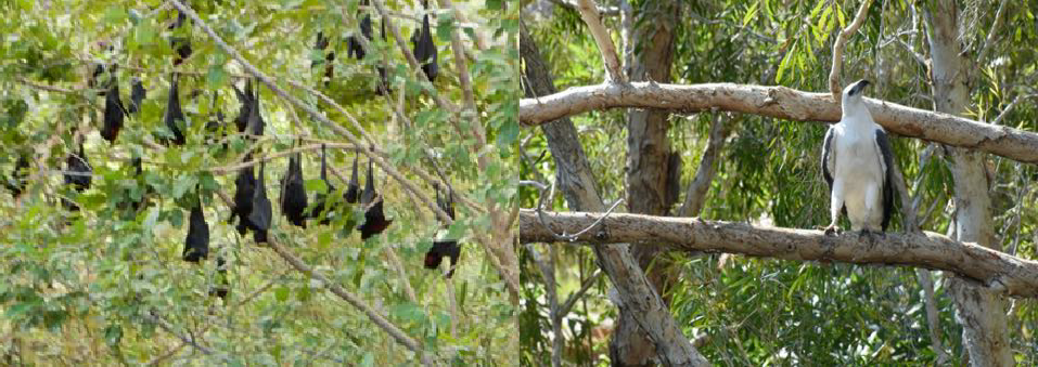 Bats at rest during the day. White bellied Sea-Eagle.