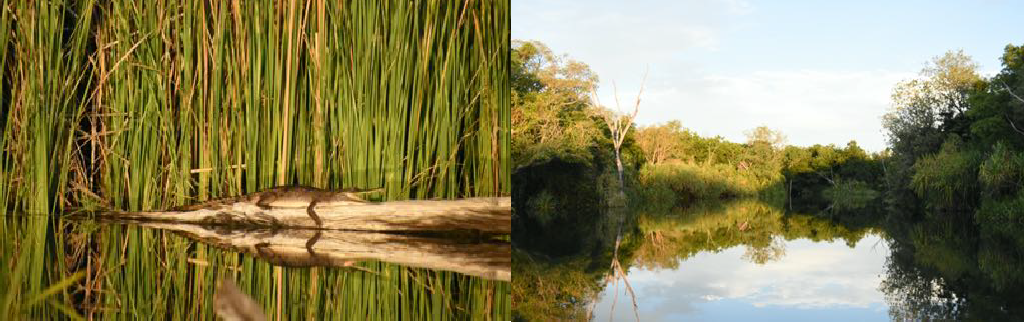 A crocodile at rest. A tributary to the Ord River.