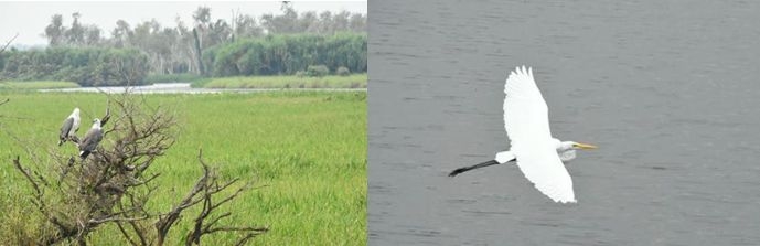 White bellied Eagles at Adelaide River. Eastern Great Egret flying over water.