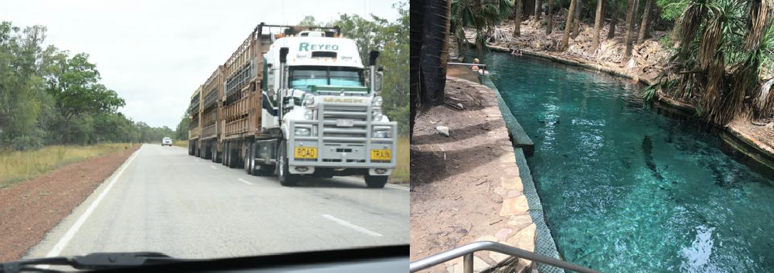 Well the highways are tiresome but when you meet this kind of vehicle you have to be on the edge. Mataranka hot springs- the shadows are not fish.