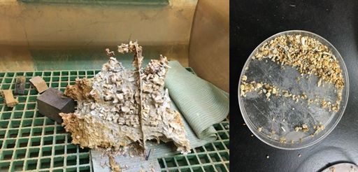 Calcium cemented 'sandstone' not yet fully dissolved in vinegar. Teeth and parts of skeletons after dissolved.